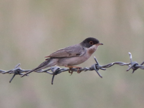 Menetries's Warbler (Curruca mystacea), photo 8