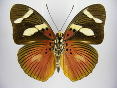Euphaedra imitans