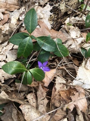 Vinca minor