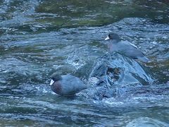 Hymenolaimus malacorhynchos