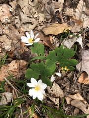 Sanguinaria canadensis