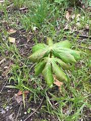 Podophyllum peltatum