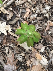Podophyllum peltatum
