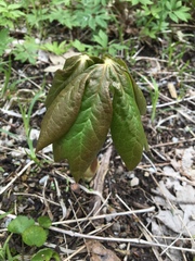 Podophyllum peltatum