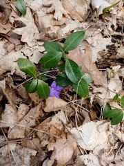 Vinca minor