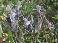 Polygala venulosa