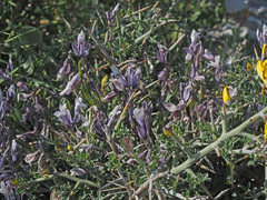 Polygala venulosa