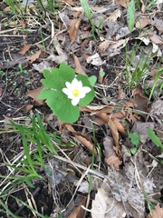 Sanguinaria canadensis
