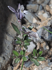 Polygala venulosa