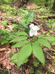 Anemonoides trifolia