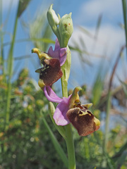 Ophrys fuciflora maxima