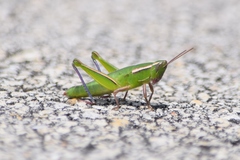 Aptenopedes sphenarioides