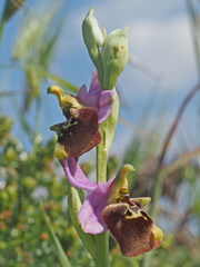 Ophrys fuciflora maxima