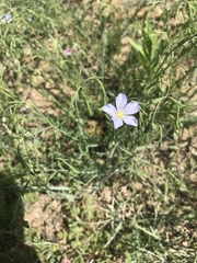 Linum pratense