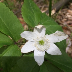 Anemonoides trifolia