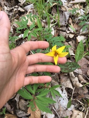 Erythronium americanum