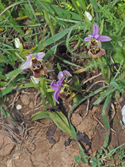 Ophrys fuciflora maxima