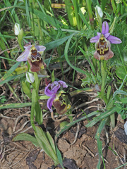 Ophrys fuciflora maxima