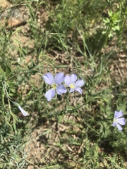 Linum pratense