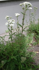 Achillea millefolium