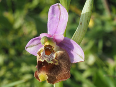 Ophrys fuciflora maxima