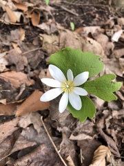 Sanguinaria canadensis