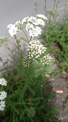 Achillea millefolium