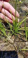 Eriocaulon koernickianum