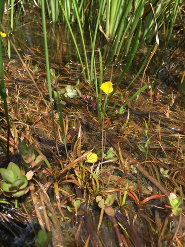 Utricularia image
