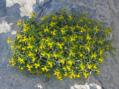 Euphorbia acanthothamnos