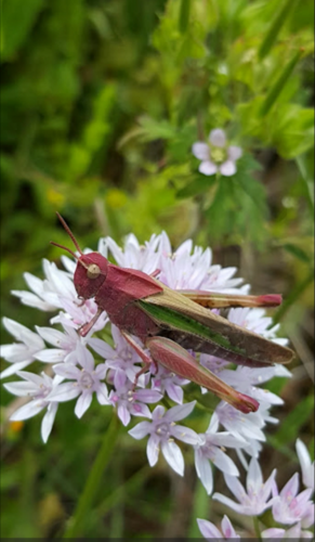 Green-striped grasshopper