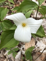 Trillium grandiflorum