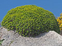 Euphorbia acanthothamnos