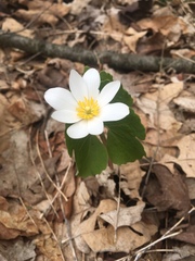 Sanguinaria canadensis