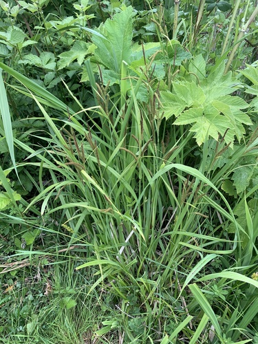Bigleaf sedge (Carex amplifolia)