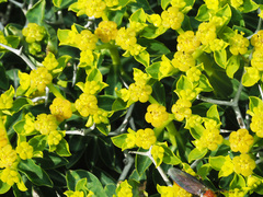 Euphorbia acanthothamnos