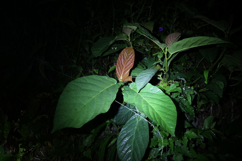 Image of Ficus benguetensis by (c) 林正文, some rights reserved (CC BY)