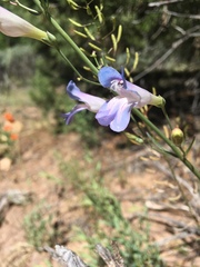 Penstemon comarrhenus