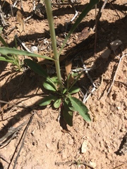 Penstemon comarrhenus