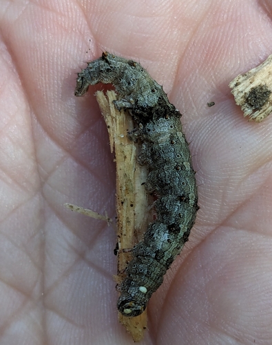 Little Nymph Underwing photo 5