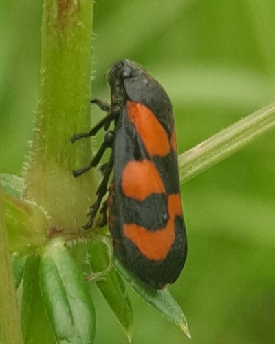 Cercopis vulnerata