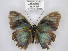 Euphaedra sinuosa