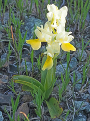 Orchis pauciflora