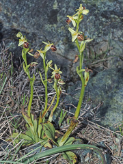 Ophrys sphegodes cretensis