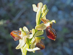 Ophrys sphegodes cretensis