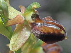 Ophrys sphegodes cretensis