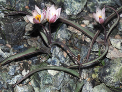 Tulipa cretica