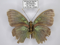 Euphaedra sinuosa