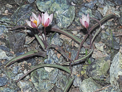 Tulipa cretica