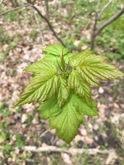 Acer
